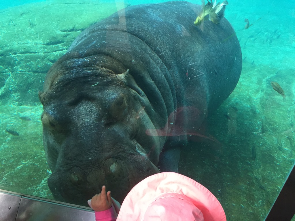 Hippo!!